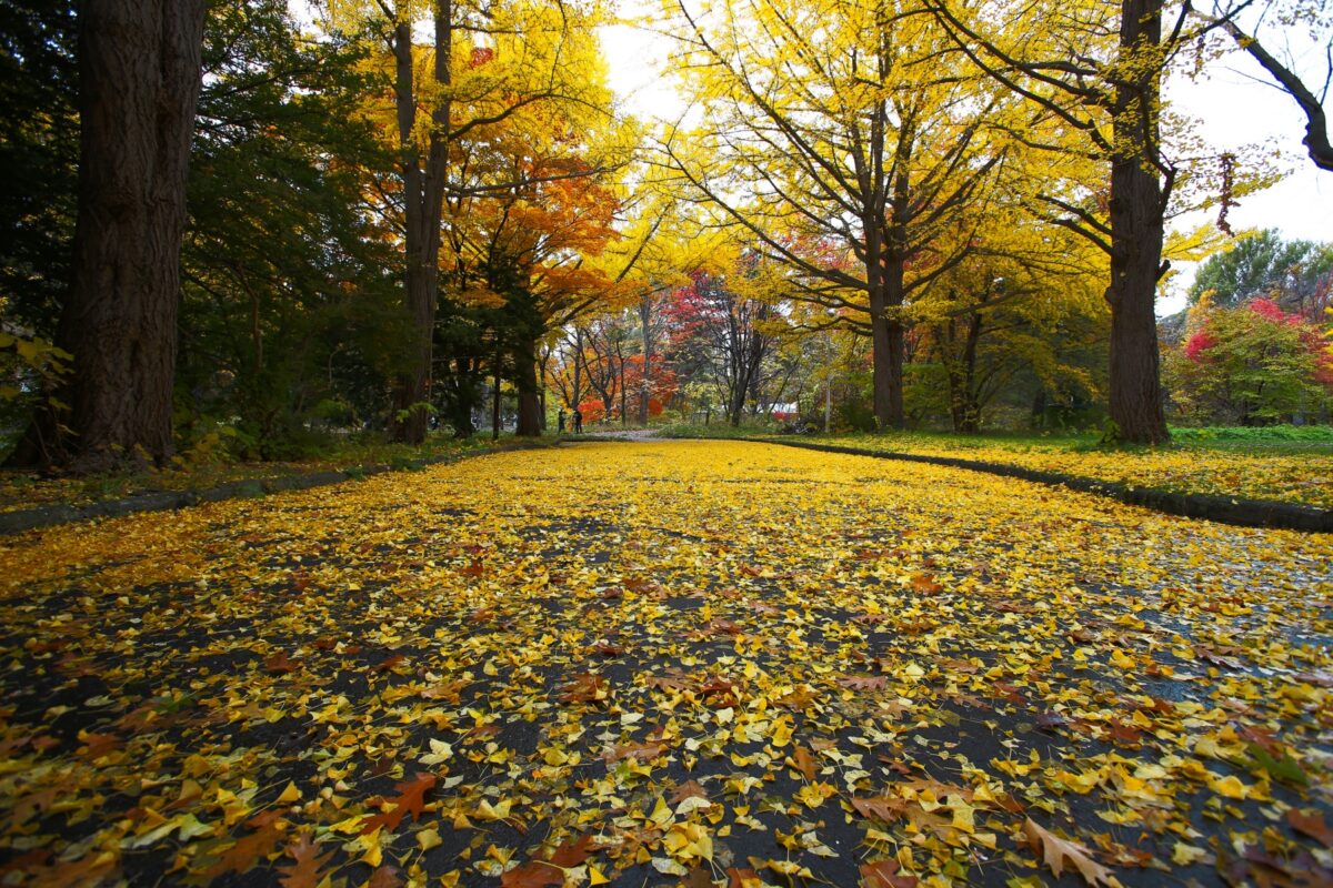 IMG_0991_16mm_周辺流れ