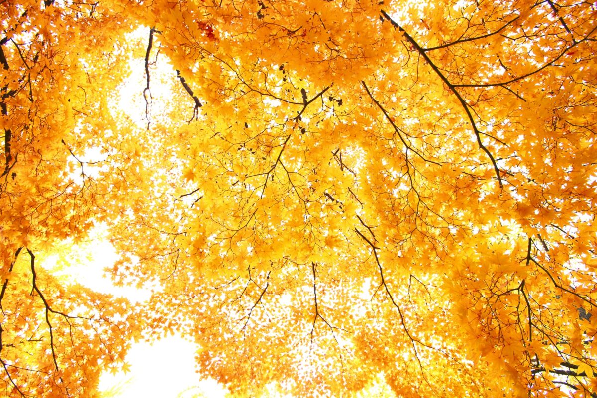 IMG_1000_RAW_DEEP_16mm