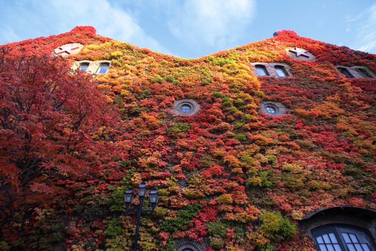 IMG_1014_RAW_AUTUMN_18