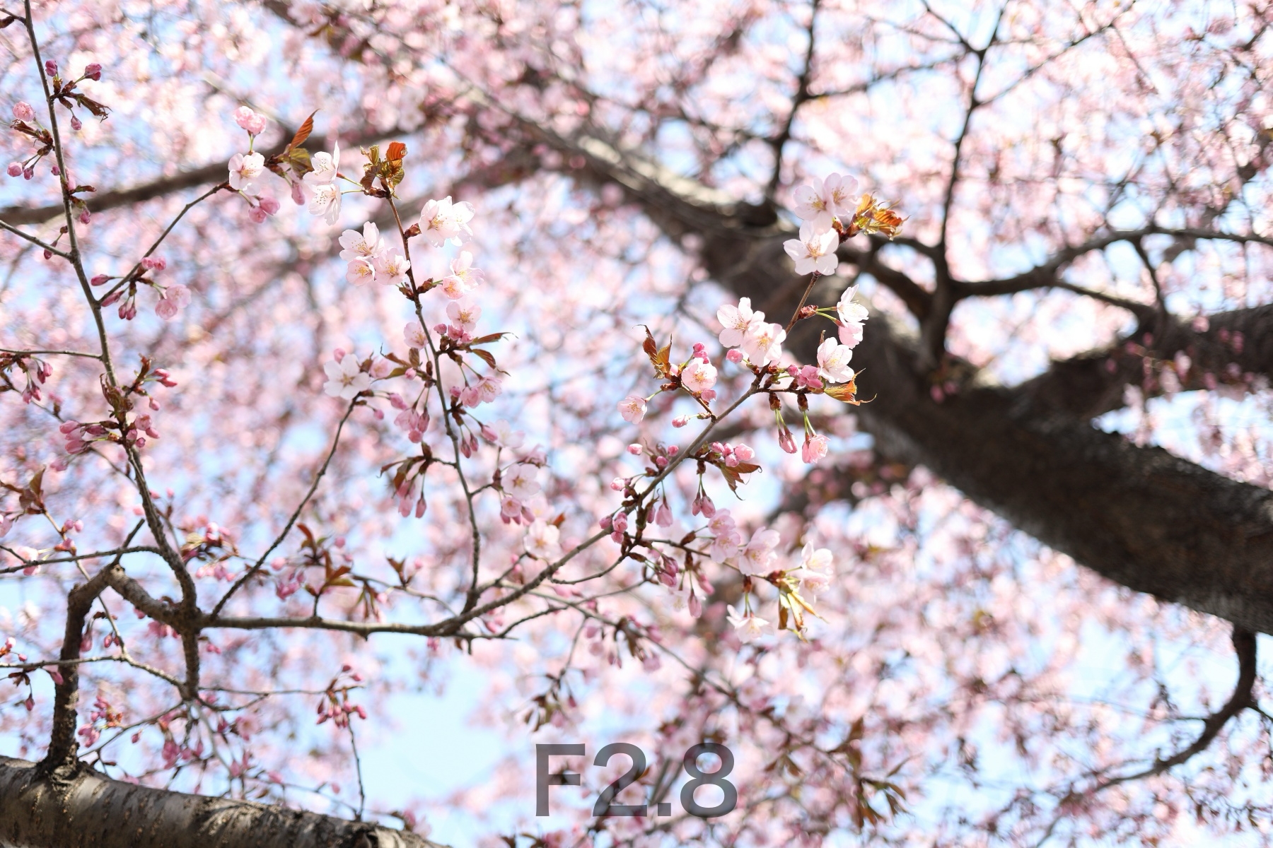 EOSR2631_std_40mm_f28