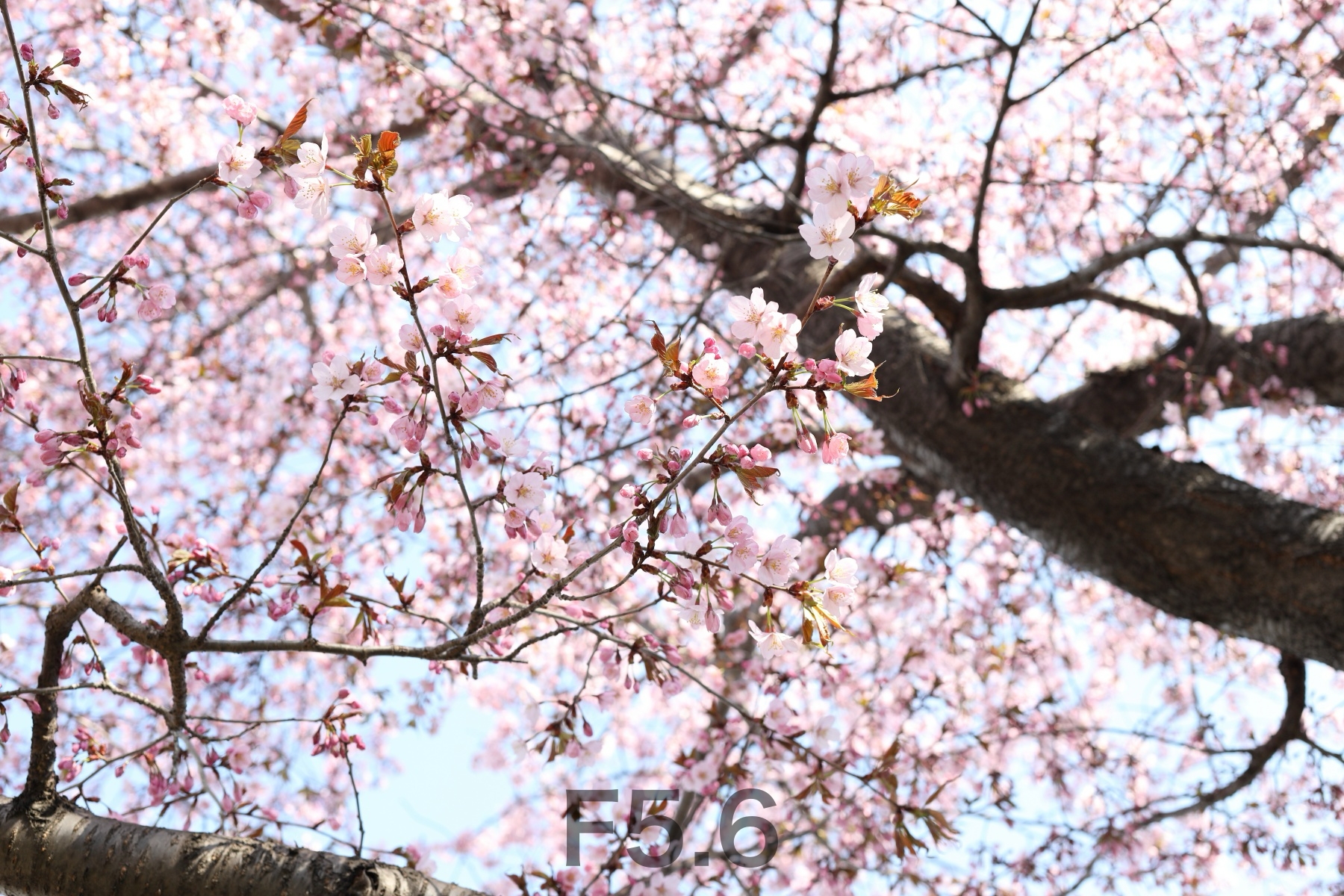 EOSR2632_std_40mm_f56